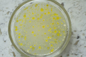 yeast mixture